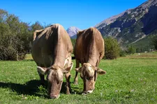 Les Brunes des Alpes de la ferme de Champs Longs - © L.Chamerlat