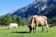 Le troupeau de la ferme de Champs longs pâturent dans la vallée de la Clarée - © L.Chamerlat