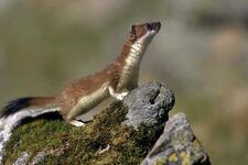 Hermine en Eté - © @R.chevalier pour le Parc National des Ecrins
