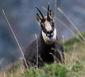 Chamois - © @PNE