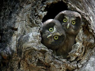 Jeunes Chouettes de Tengmalm - © ©D.Combrisson-PNE