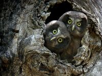 Jeunes Chouettes de Tengmalm - © ©D.Combrisson-PNE