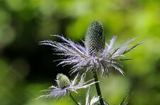 Reine des Alpes - © M.Coulon-PNE
