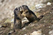 Marmottons jouant ensemble - © @R.Chevalier pour le Parc National des Ecrins