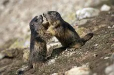 Marmottons jouant ensemble - © @R.Chevalier pour le Parc National des Ecrins
