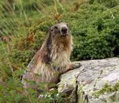 Marmotte - © @PNE