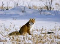Renard Roux - © @D.Combrisson pour le PNE