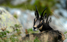 Doux regard d'un sauvage hôte du domaine - © @DavidLeGuen