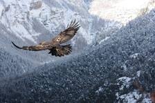 Aigle Royal - © ©D.Combrisson-PNE