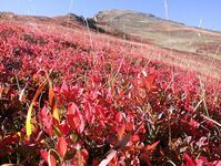 Paysage d'Automne au Col du Lautaret (les feuilles de myrtilles donnent la coule - © @S.Aubert_SAJF