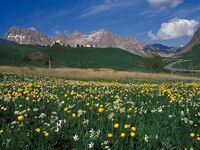 Biodiversité au sein des prairies du Lautaret_fétuques paniculées, trolles, narc - © @S. Aubert-SAJF