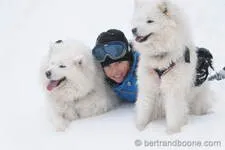 Chiens de traineaux portrait - © ©B.Boone
