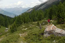 The Wood of Ayes - © Ducroux Michel