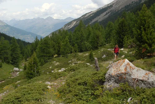 Il Bosco degli Ayes