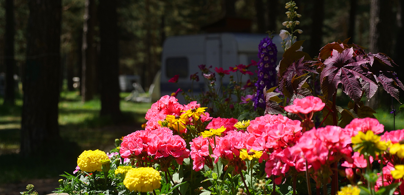 Camping Municipal Le Bois des Alberts - © Camping Municipal ** Le Bois des Alberts