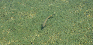 Camping Municipal Le Bois des Alberts - © Camping Municipal ** Le Bois des Alberts