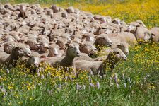 Fête de la Transhumance 2019©Faure Lionel - © Fête de la Transhumance 2019©Faure Lionel