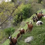 Chèvres de la ferme des Molières - © ©OTHV