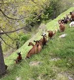 Chèvres de la Ferme des Molières - © © OTHV