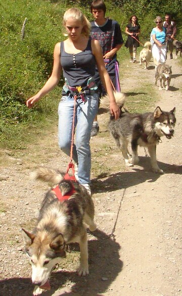 La Cani-rando - Cani da slitta Allirand - © nanook