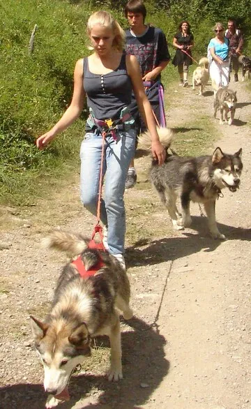 cani-balade activité originale été - © nanook