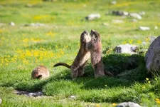 Marmottes - © © T. Blais
