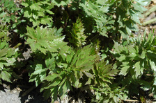 Sentiero etnobotanico - Piante commestibili - © OT Hautes Vallées
