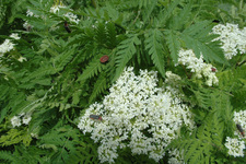 Sentiero etnobotanico - Piante commestibili - © OT Hautes Vallées