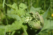 Sentiero etnobotanico - Piante commestibili - © OT Hautes Vallées
