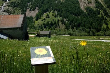 Ethnobotanical trail - edible plants - © OT Hautes Vallées