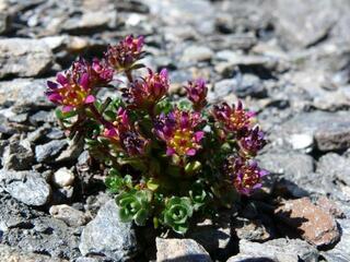 Saxifraga biflora - © @CBNA (Conservatoire botanique national alpin)