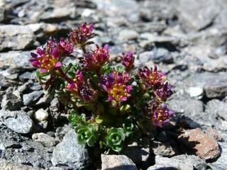 Saxifraga biflora - La Grave - © @CBNA (Conservatoire botanique national alpin)