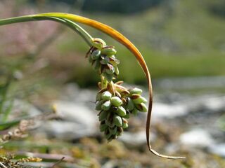 Carex bicolor - © @CBNA(Conservatoire botanique national alpin)