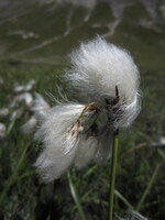 Linaigrettes au Vallon du Goleon - © @Natura2000