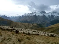 Troupeau en alpage à Puy Garnier - La Grave - © @Natura2000
