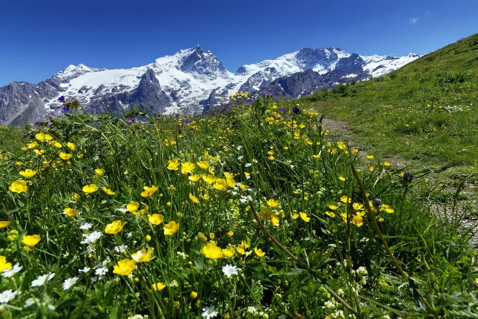 La Meije et les champs fleuris en été - © Michel Ducroux