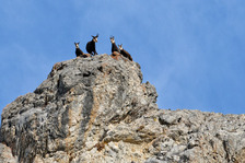 Le Creux des Souches - © Ducroux Michel