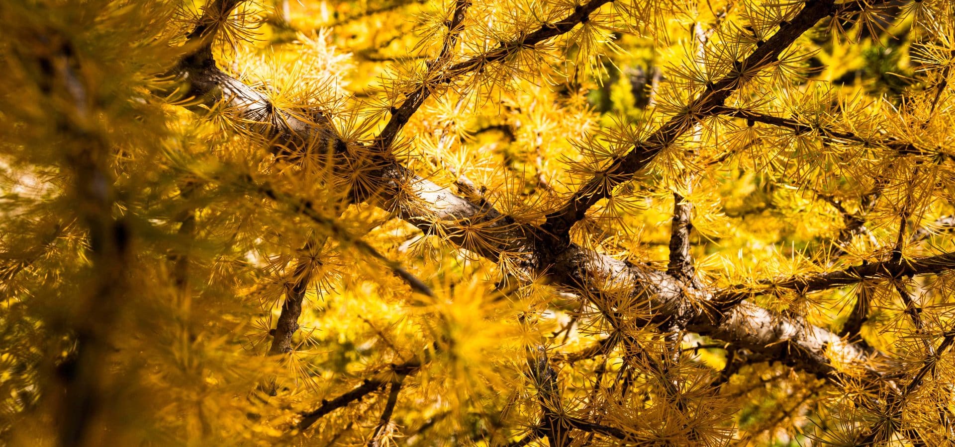 Mélèzes soleil automne Papa Aurélien