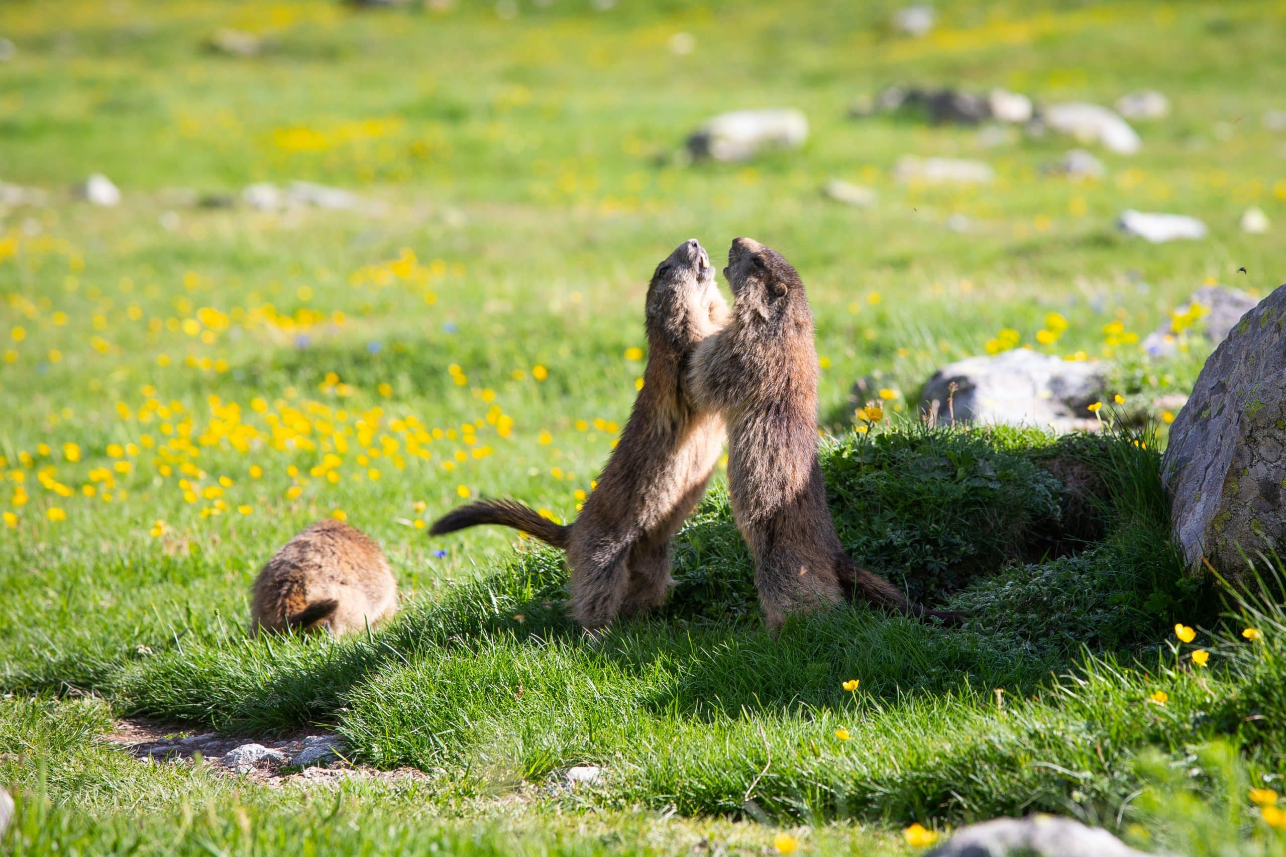 Marmottes
