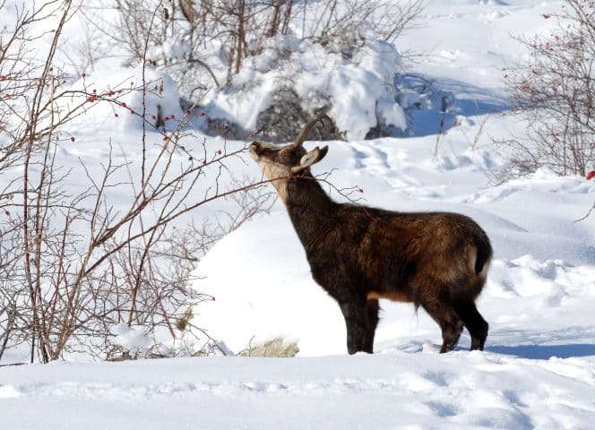 faune chamois©Denis Fiat Parc National des Ecrins (1)