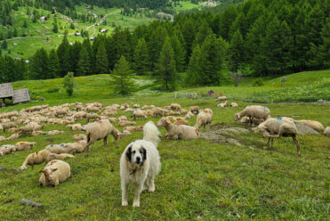 Chiens de protection - Chardonnet - S.MORATTEL