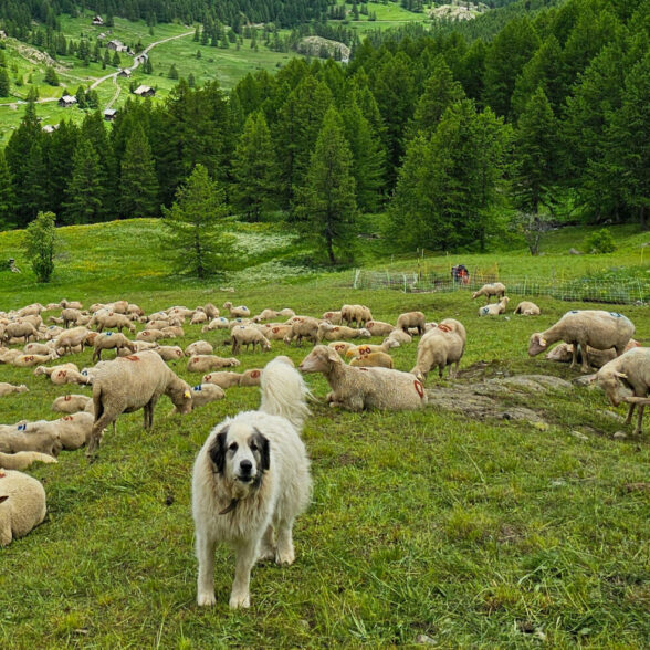 Patous - Chiens de protection - Chardonnet - S.MORATTEL