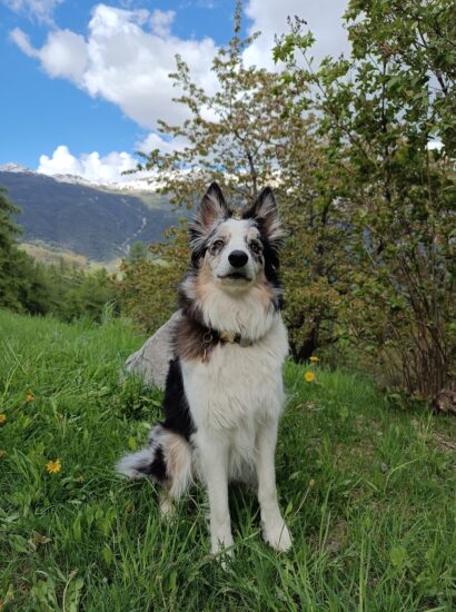 Hunting dog - Chamerlat L.