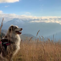 Randonner avec son chien - Balade avec son chien C. Jouffrey