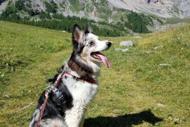 Randonnée avec son chien - Croix d'Aquila (Izoard)