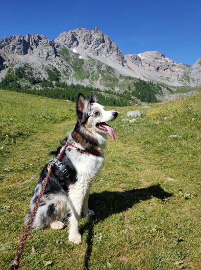 Rando avec chien © Laury Chamerlat