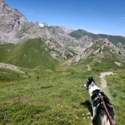 Randonnée avec son chien - Croix d'Aquila (Izoard)