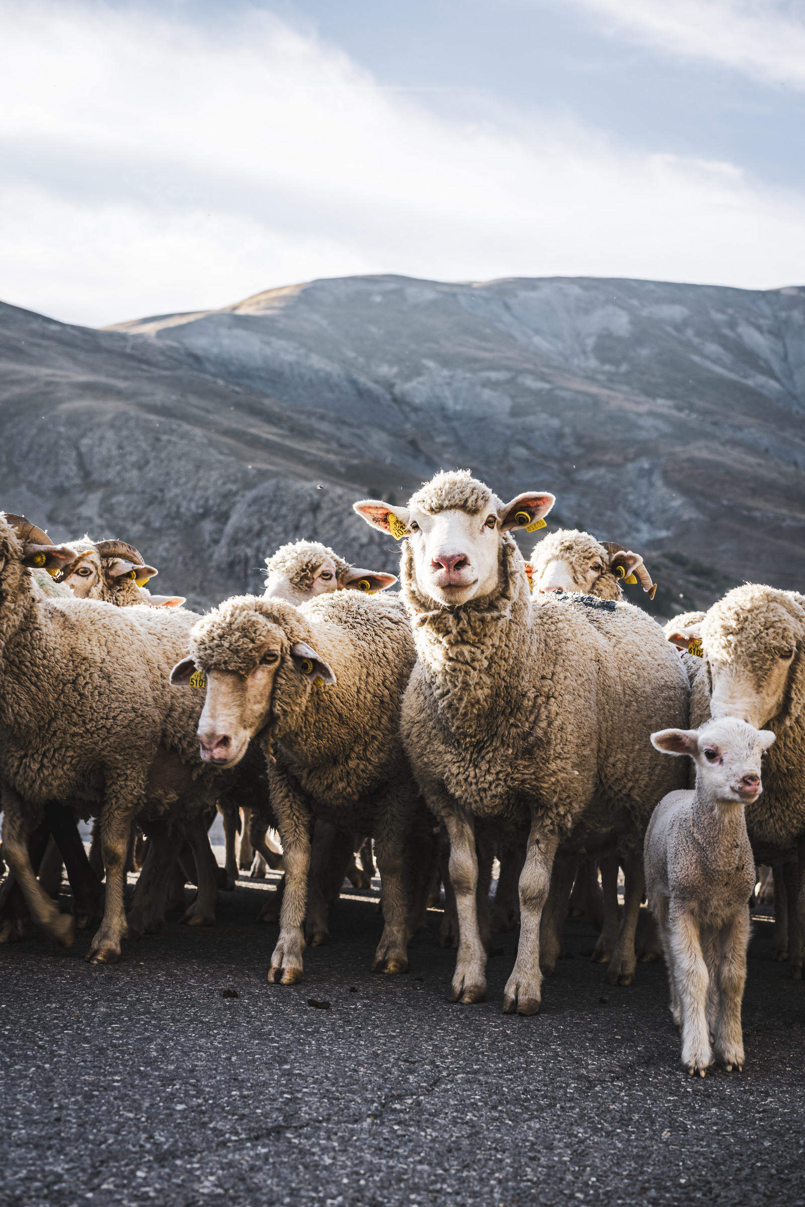 transhumance nevache