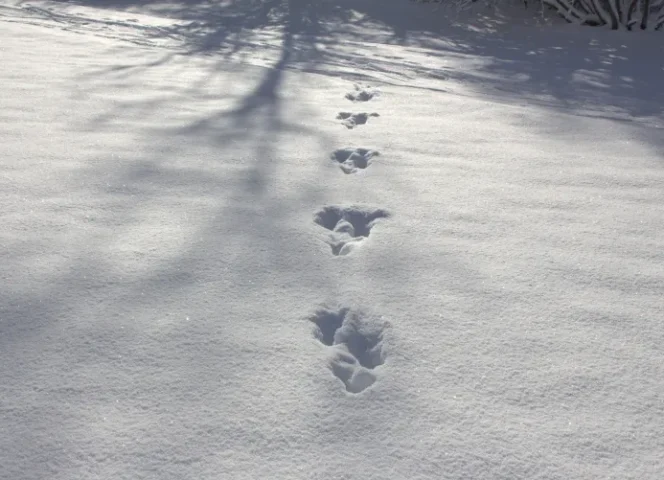 Traces © A. Mielle