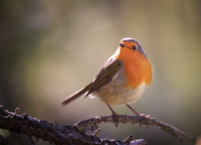 faune rouge gorge ©T.BLais